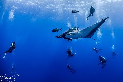    Mareste fotografia 

WeDive - Socoro Mexic