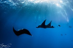    Mareste fotografia 

WeDive - Socoro Mexic