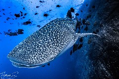    Mareste fotografia 

WeDive - Socoro Mexic