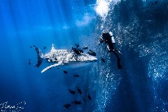    Mareste fotografia 

WeDive - Socoro Mexic