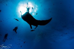    Mareste fotografia 

WeDive - Socoro Mexic