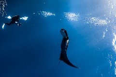    Mareste fotografia 

WeDive - Socoro Mexic