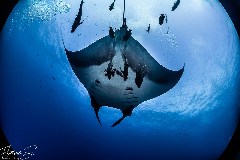    Mareste fotografia 

WeDive - Socoro Mexic