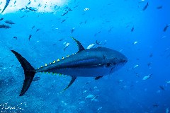    Mareste fotografia 

WeDive - Socoro Mexic