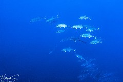    Mareste fotografia 

WeDive - Socoro Mexic