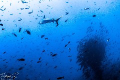    Mareste fotografia 

WeDive - Socoro Mexic