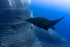    Mareste fotografia 

WeDive - Socoro Mexic