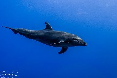    Mareste fotografia 

WeDive - Socoro Mexic