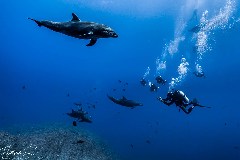    Mareste fotografia 

WeDive - Socoro Mexic