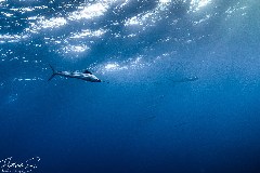    Mareste fotografia 

WeDive - Socoro Mexic