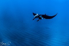    Mareste fotografia 

WeDive - Socoro Mexic