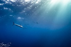    Mareste fotografia 

WeDive - Socoro Mexic