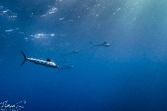    Mareste fotografia 

WeDive - Socoro Mexic