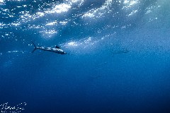    Mareste fotografia 

WeDive - Socoro Mexic