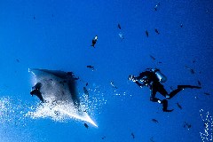    Mareste fotografia 

WeDive - Socoro Mexic