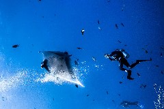    Mareste fotografia 

WeDive - Socoro Mexic