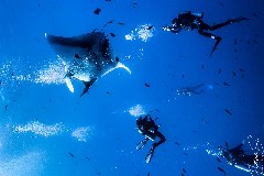    Mareste fotografia 

WeDive - Socoro Mexic