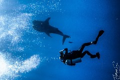    Mareste fotografia 

WeDive - Socoro Mexic