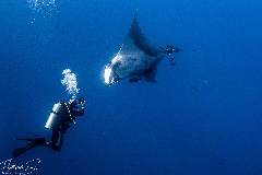    Mareste fotografia 

WeDive - Socoro Mexic