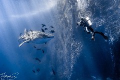    Mareste fotografia 

WeDive - Socoro Mexic