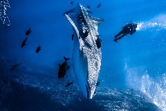    Mareste fotografia 

WeDive - Socoro Mexic