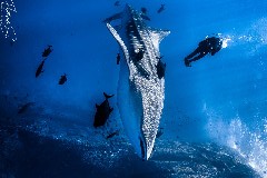    Mareste fotografia 

WeDive - Socoro Mexic