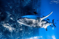    Mareste fotografia 

WeDive - Socoro Mexic