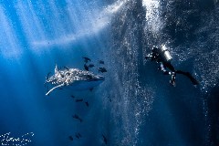    Mareste fotografia 

WeDive - Socoro Mexic