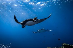    Mareste fotografia 

WeDive - Socoro Mexic