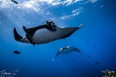    Mareste fotografia 

WeDive - Socoro Mexic