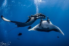    Mareste fotografia 

WeDive - Socoro Mexic