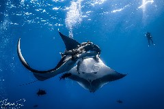    Mareste fotografia 

WeDive - Socoro Mexic