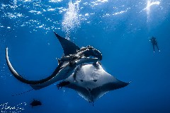    Mareste fotografia 

WeDive - Socoro Mexic