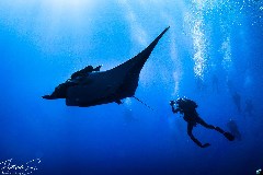    Mareste fotografia 

WeDive - Socoro Mexic