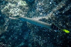    Mareste fotografia 

WeDive - Socoro Mexic