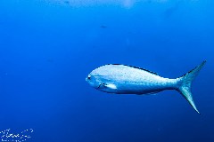    Mareste fotografia 

WeDive - Socoro Mexic