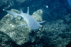    Mareste fotografia 

WeDive - Socoro Mexic