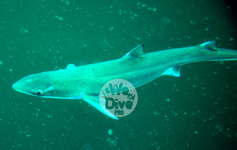 Rechin Caine de mare - Marea neagra