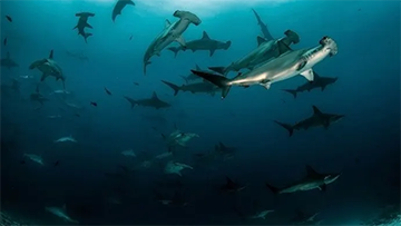 Atestat Scafandru AWARE Shark Conservation