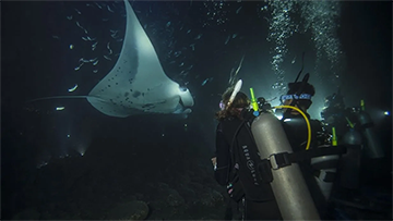 Atestat Scafandru PADI Night Diver