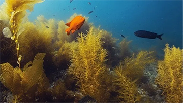 Atestat Scafandru PADI Underwater Naturalist