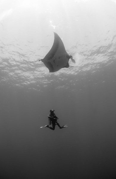 MantaRay-Excursie de scufundari in Socorro - Mexic