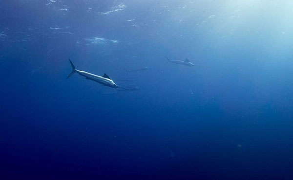 Marlin - Excursie de scufundari in Socorro - Mexic