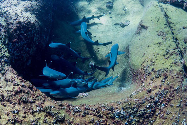 Excursie de scufundari in Socorro - Mexic