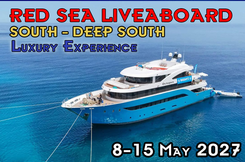 Deep South Liveaboard – Marea Rosie - 8-15 Mai 2027