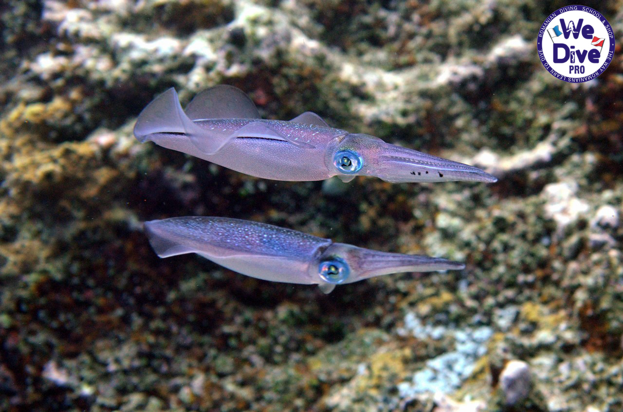 DIVE SAFARI INDONEZIA - Raja Ampat -  26.02.2020-06.03.2020