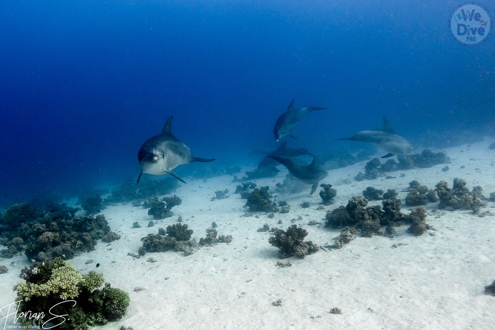 DIVE SAFARI EGIPT - IUNIE 2021