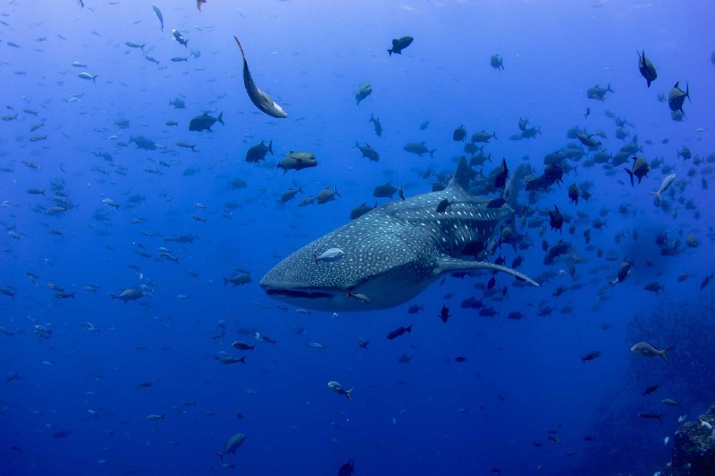 Dive safari Mexic - Socorro Revillagigedo Archipelago