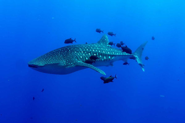 Whale-Shark-Excursie de scufundari in Socorro - Mexic