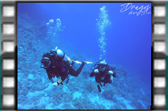 Filmare subacvatica - scuba underwater video - Egipt--2024.mp4